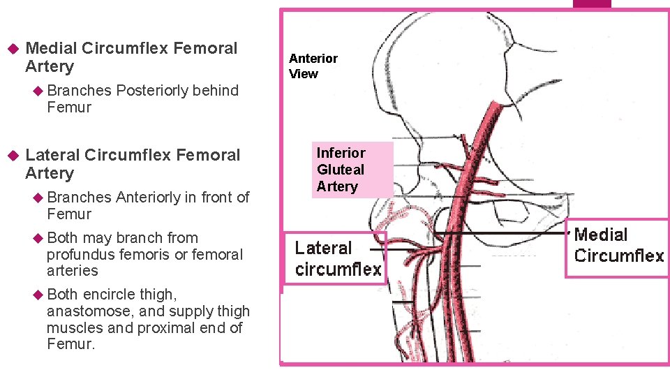  Medial Circumflex Femoral Artery Branches Femur Posteriorly behind Lateral Circumflex Femoral Artery Branches