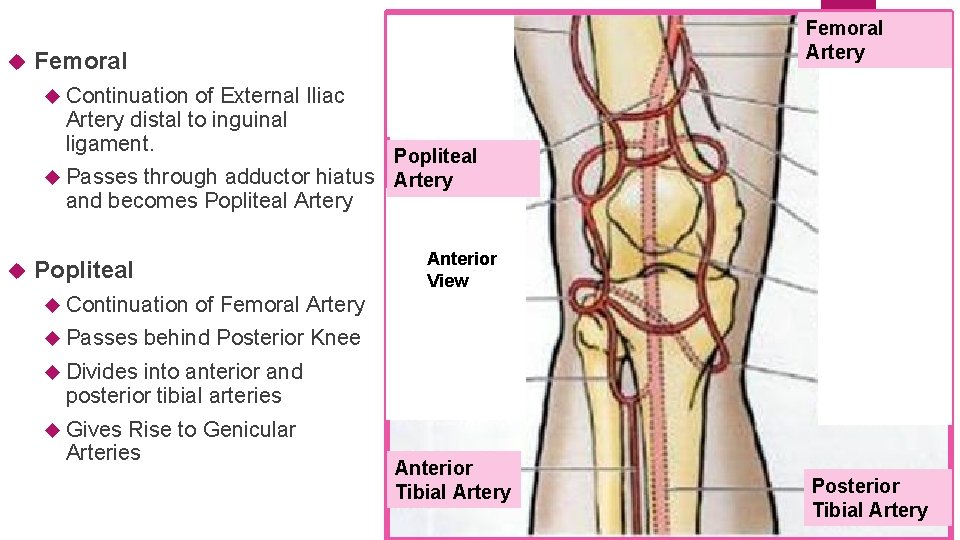  Femoral Artery Femoral Continuation of External Iliac Artery distal to inguinal ligament. Popliteal