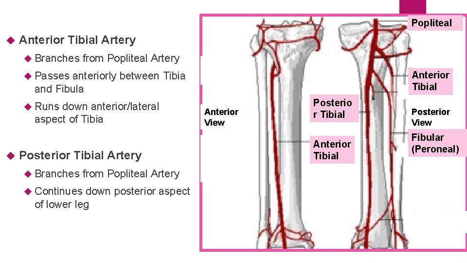 Popliteal Anterior Tibial Artery Branches from Popliteal Artery Passes anteriorly between Tibia and Fibula