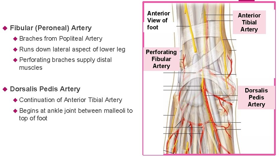  Fibular (Peroneal) Artery Braches Runs down lateral aspect of lower leg braches supply