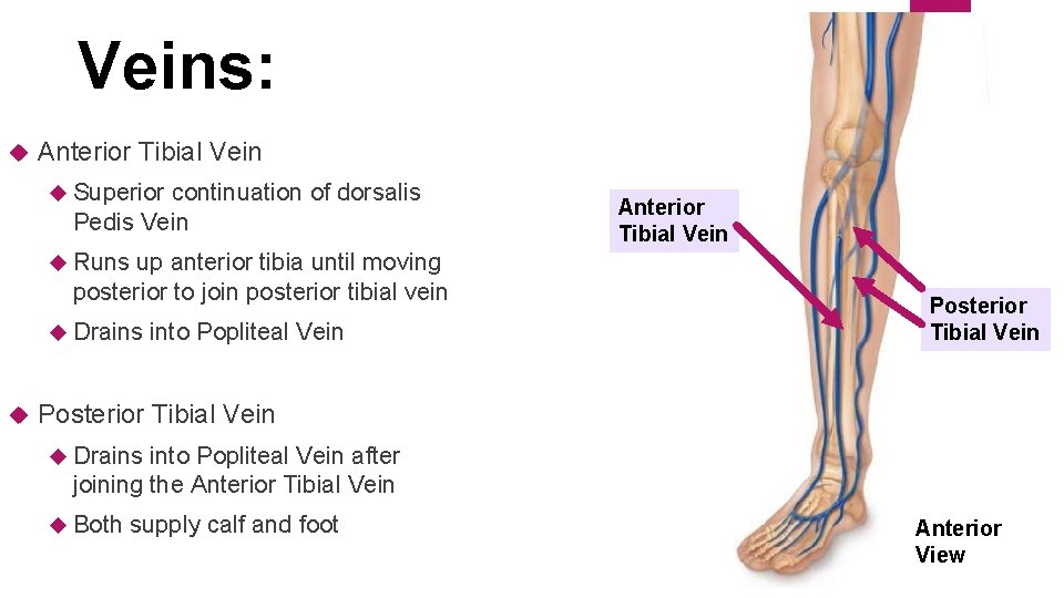 Veins: Anterior Tibial Vein Superior continuation of dorsalis Pedis Vein up anterior tibia until