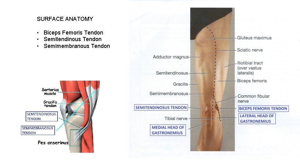 SURFACE ANATOMY • Biceps Femoris Tendon • Semitendinous Tendon • Semimembranous Tendon 