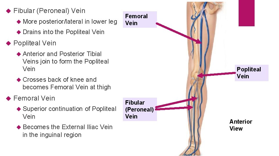  Fibular (Peroneal) Vein More posterior/lateral in lower leg Drains Femoral Vein into the