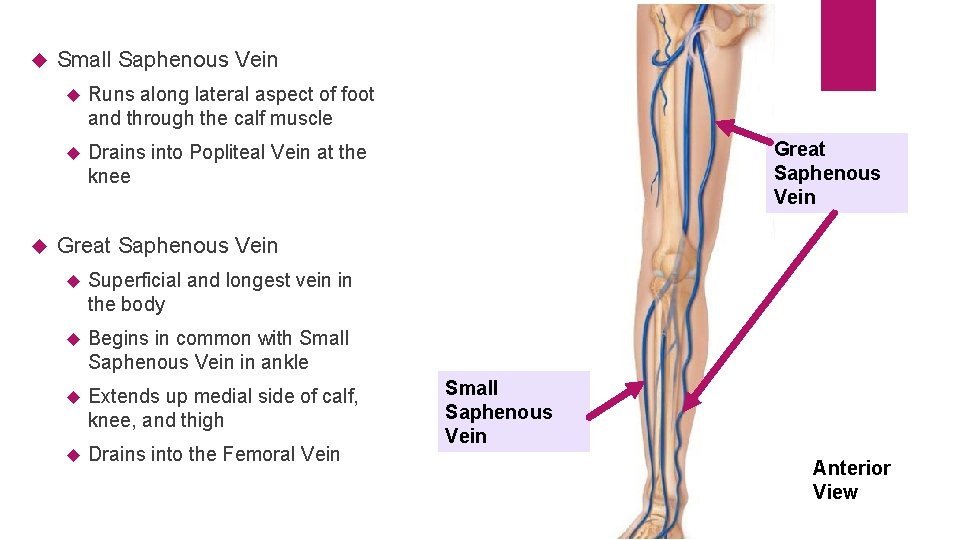  Small Saphenous Vein Runs along lateral aspect of foot and through the calf