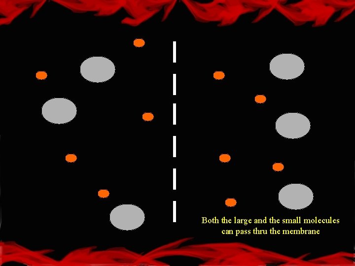 Both the large and the small molecules can pass thru the membrane 