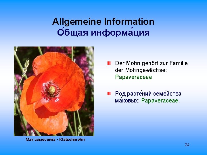 Allgemeine Information О бщая информа ция Der Mohn gehört zur Familie der Mohngewächse: Papaveraceae.