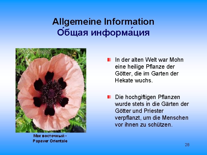 Allgemeine Information О бщая информа ция In der alten Welt war Mohn eine heilige