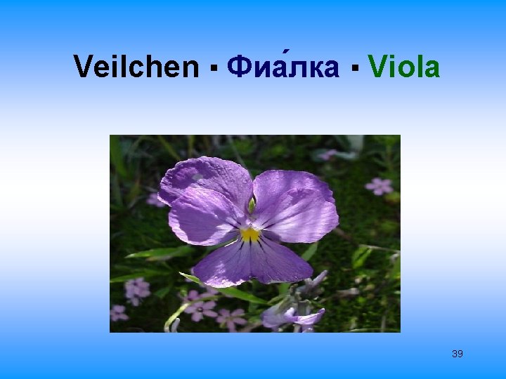 Veilchen ▪ Фиа лка ▪ Viola 39 