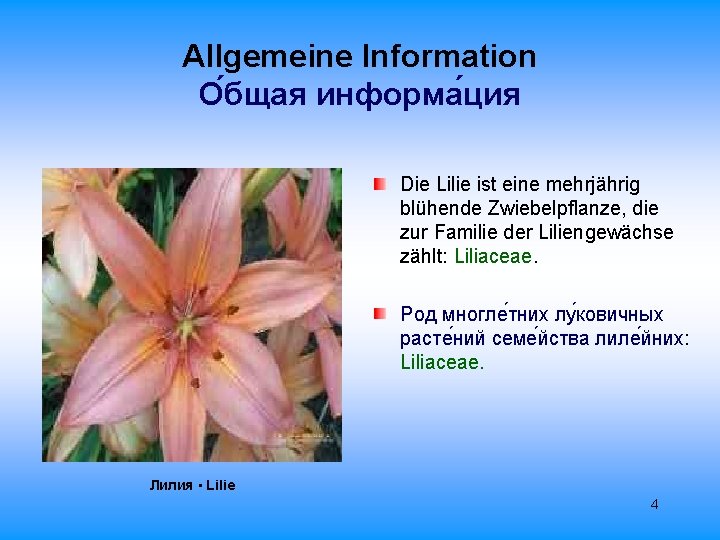 Allgemeine Information О бщая информа ция Die Lilie ist eine mehrjährig blühende Zwiebelpflanze, die