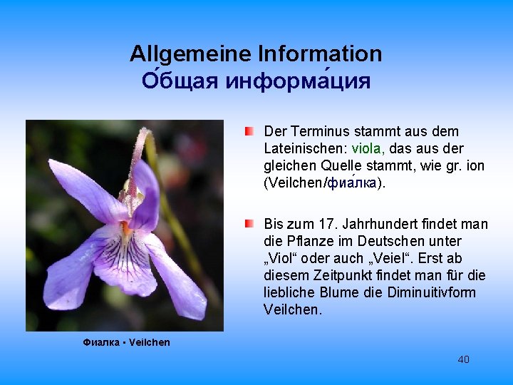 Allgemeine Information О бщая информа ция Der Terminus stammt aus dem Lateinischen: viola, das