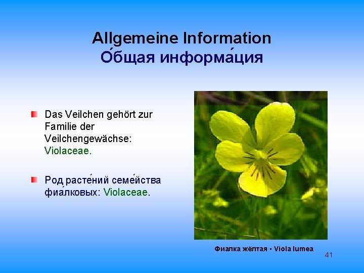 Allgemeine Information О бщая информа ция Das Veilchen gehört zur Familie der Veilchengewächse: Violaceae.