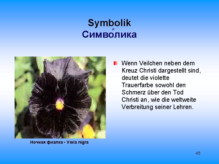 Symbolik Cимво лика Wenn Veilchen neben dem Kreuz Christi dargestellt sind, deutet die violette