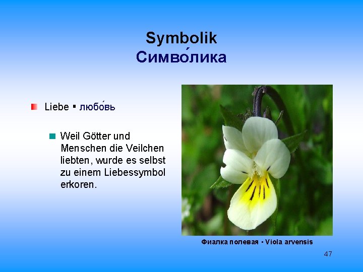 Symbolik Cимво лика Liebe ▪ любо вь Weil Götter und Menschen die Veilchen liebten,