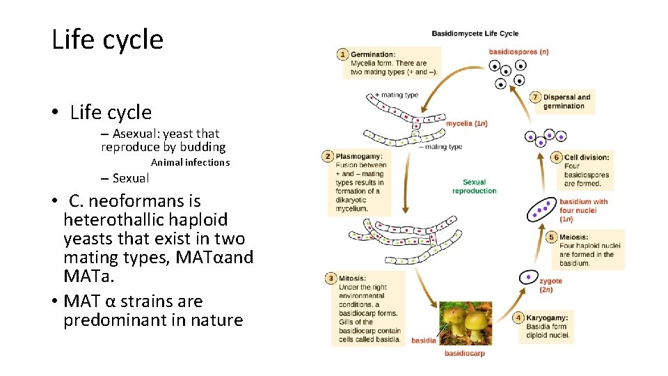 Life cycle • Life cycle – Asexual: yeast that reproduce by budding Animal infections