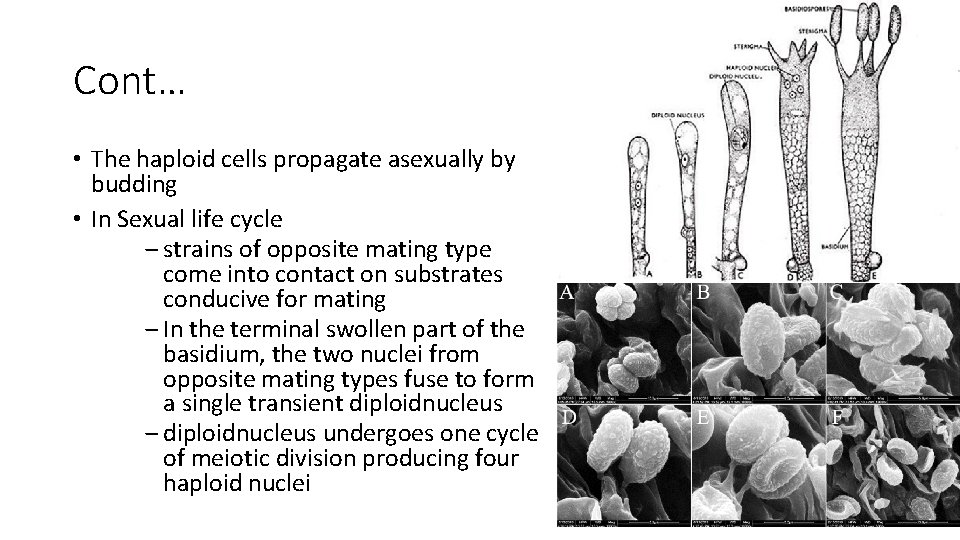 Cont… • The haploid cells propagate asexually by budding • In Sexual life cycle