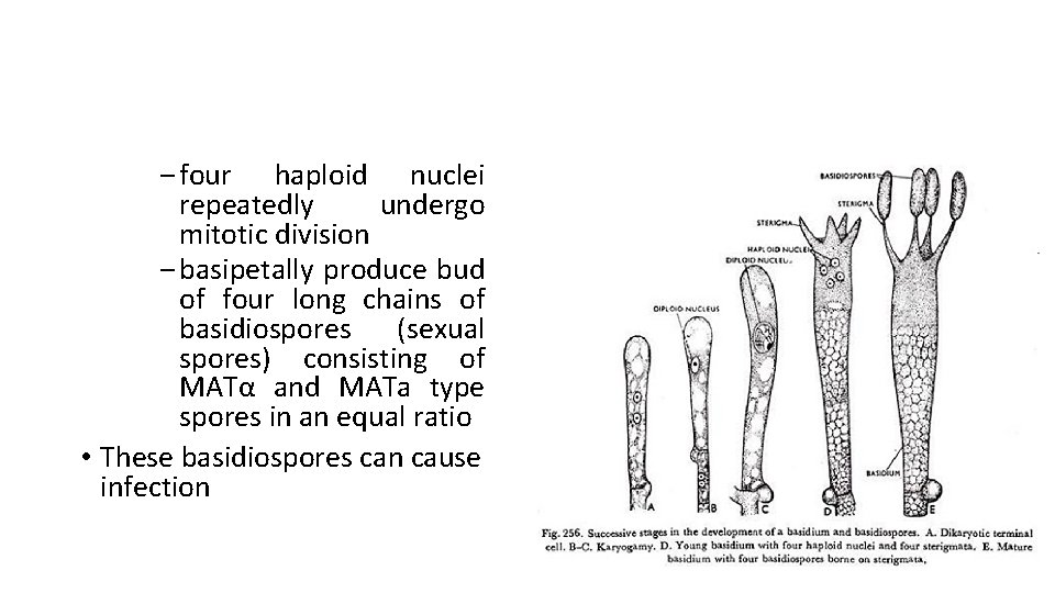 ‒ four haploid nuclei repeatedly undergo mitotic division ‒ basipetally produce bud of four