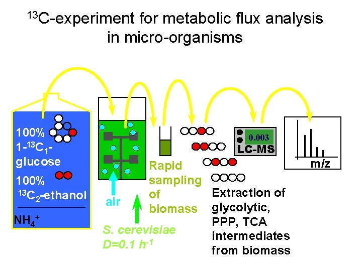 13 C-experiment for metabolic flux analysis in micro-organisms 100% 1 -13 C 1 glucose