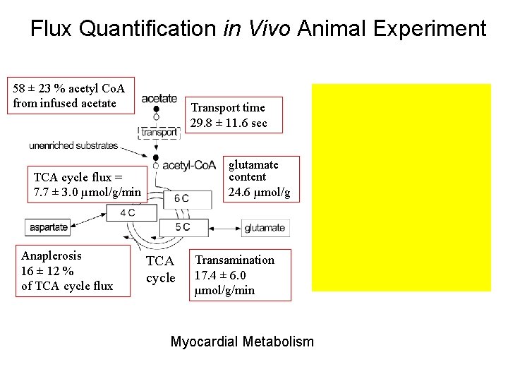 13 C NMR Spectrum In. Flux Vivo Quantification Metabolic Rates Estimated from in Vivo