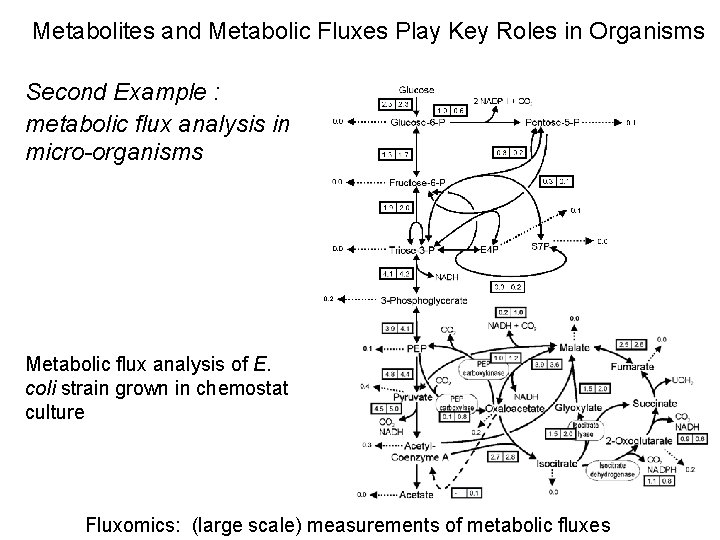 Metabolites and Metabolic Fluxes Play Key Roles in Organisms Second Example : metabolic flux