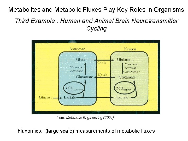 Metabolites and Metabolic Fluxes Play Key Roles in Organisms Third Example : Human and