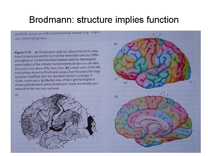 Brodmann: structure implies function 