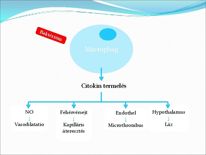 Bak téri u m Macrophag Citokin termelés NO ↓ Vasodilatatio Fehérvérsejt ↓ Kapilláris áteresztés