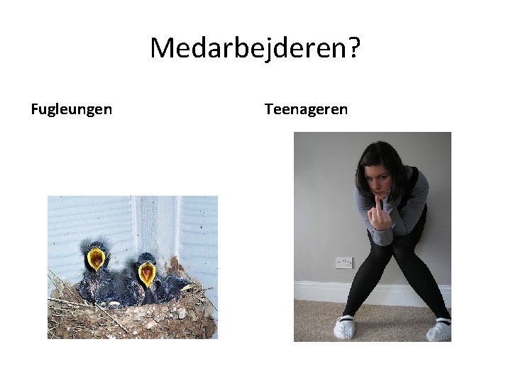 Medarbejderen? Fugleungen Teenageren 