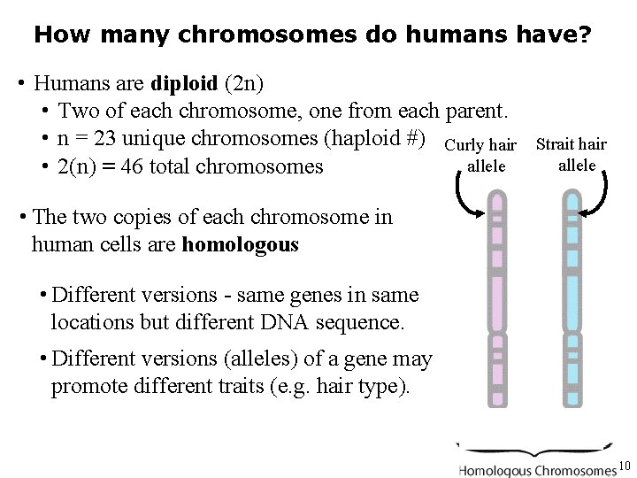 How many chromosomes do humans have? • Humans are diploid (2 n) • Two