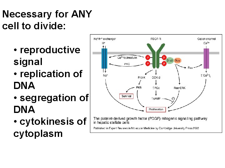 Necessary for ANY cell to divide: • reproductive signal • replication of DNA •