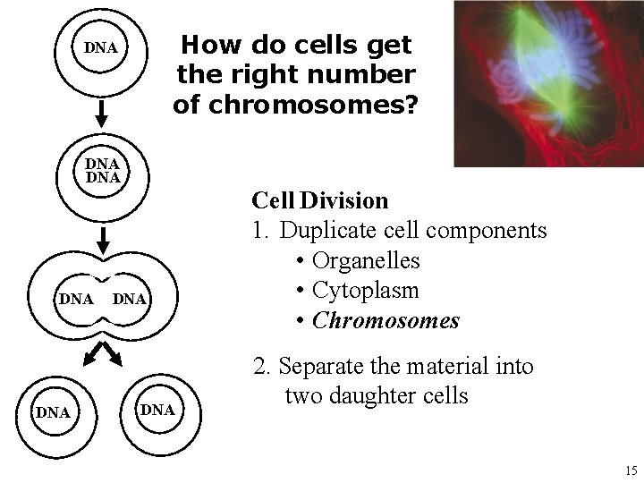 How do cells get the right number of chromosomes? DNA DNA Cell Division 1.