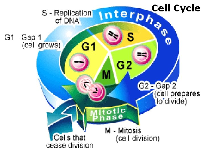 Cell Cycle 