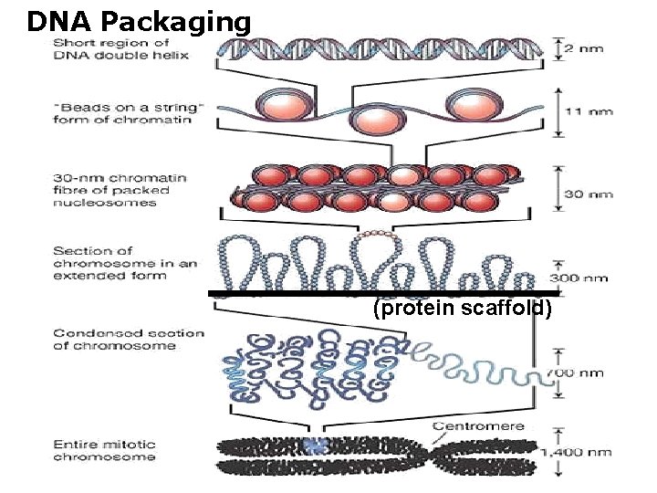 DNA Packaging (protein scaffold) 