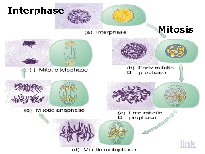 Interphase Mitosis link 