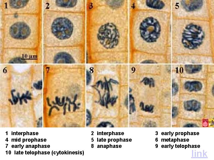 1 interphase 4 mid prophase 7 early anaphase 10 late telophase (cytokinesis) 2 interphase