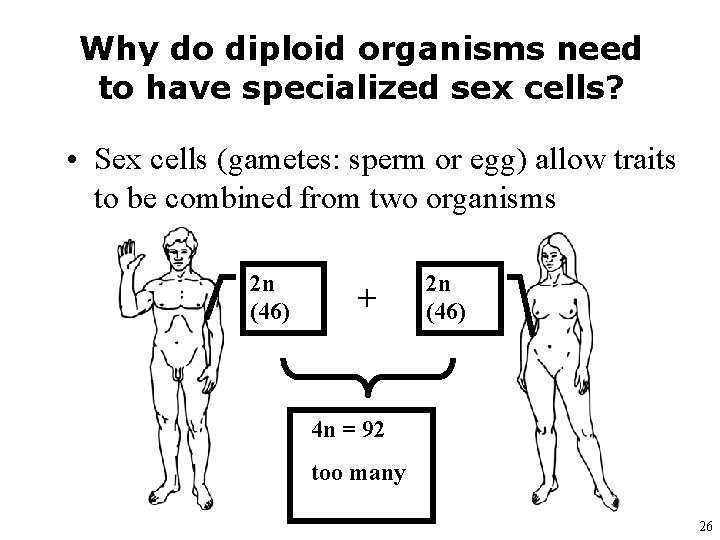 Why do diploid organisms need to have specialized sex cells? • Sex cells (gametes: