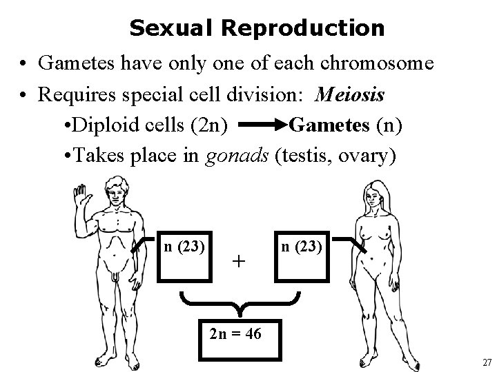 Sexual Reproduction • Gametes have only one of each chromosome • Requires special cell