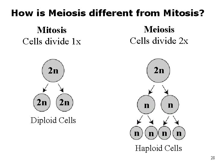 How is Meiosis different from Mitosis? Mitosis Cells divide 1 x Meiosis Cells divide