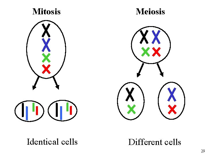 Mitosis Identical cells Meiosis Different cells 29 