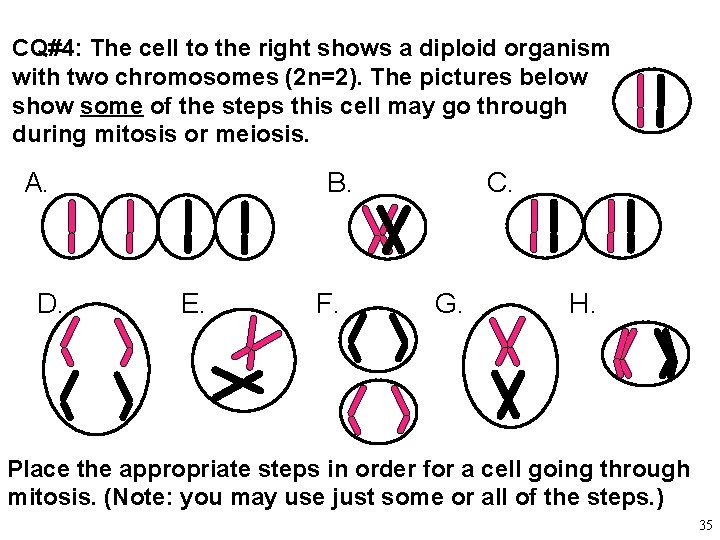 CQ#4: The cell to the right shows a diploid organism with two chromosomes (2