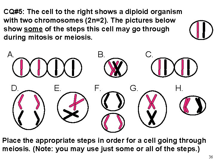 CQ#5: The cell to the right shows a diploid organism with two chromosomes (2