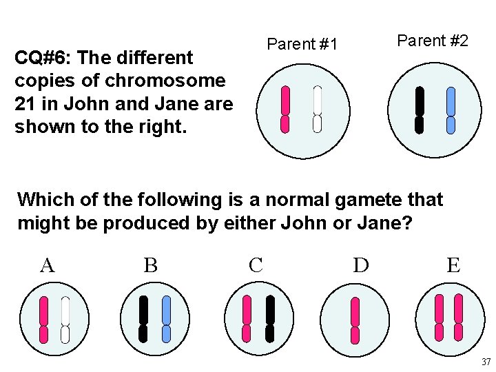 Parent #2 Parent #1 CQ#6: The different copies of chromosome 21 in John and