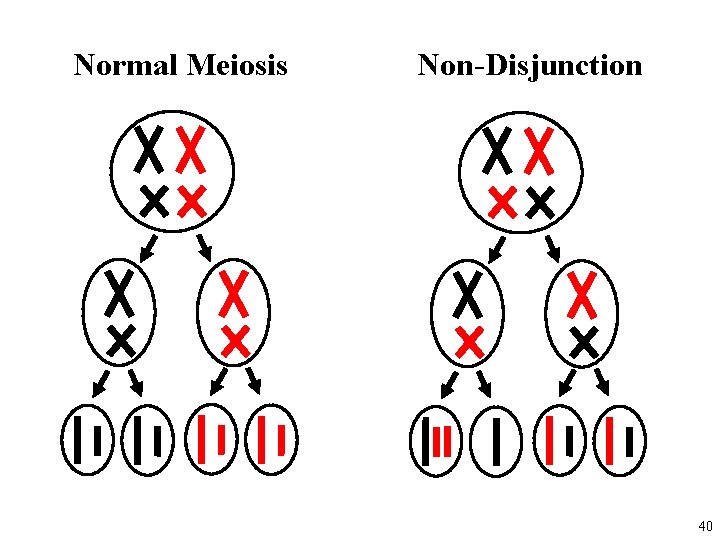 Normal Meiosis Non-Disjunction 40 