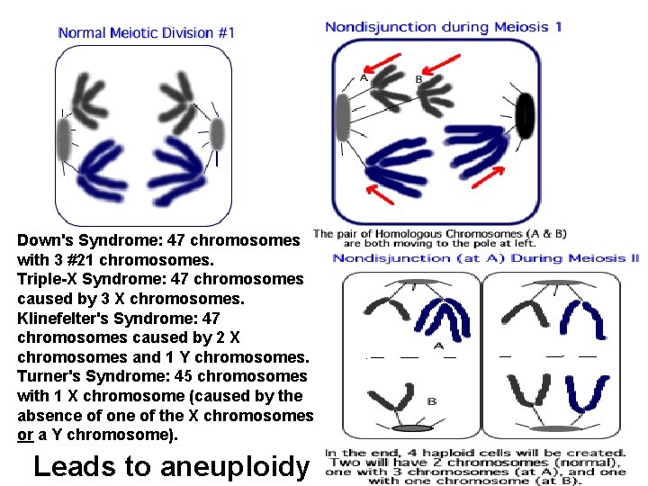 Down's Syndrome: 47 chromosomes with 3 #21 chromosomes. Triple-X Syndrome: 47 chromosomes caused by