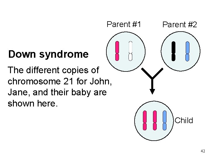 Parent #1 Parent #2 Down syndrome The different copies of chromosome 21 for John,