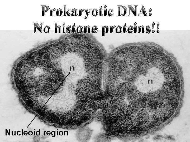 Prokaryotic DNA: No histone proteins!! Nucleoid region 