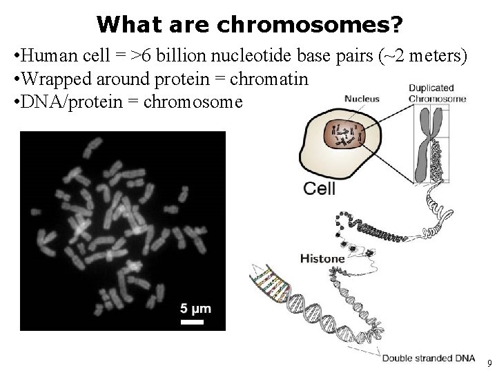 What are chromosomes? • Human cell = >6 billion nucleotide base pairs (~2 meters)