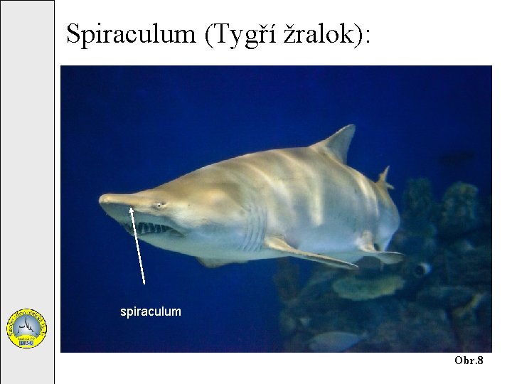 Spiraculum (Tygří žralok): spiraculum Obr. 8 