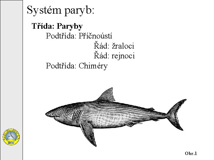 Systém paryb: Třída: Paryby Podtřída: Příčnoústí Řád: žraloci Řád: rejnoci Podtřída: Chiméry Obr. 1