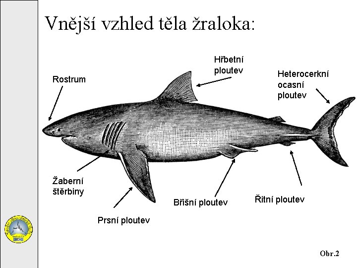 Vnější vzhled těla žraloka: Hřbetní ploutev Rostrum Žaberní štěrbiny Břišní ploutev Heterocerkní ocasní ploutev