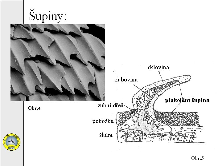 Šupiny: sklovina zubovina Obr. 4 zubní dřeň plakoidní šupina pokožka škára Obr. 5 